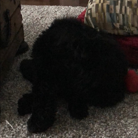 Meet your Posher, Kuleet - Picture 1 of 1